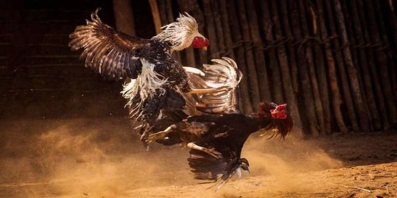 Săn thưởng từ đá gà cựa sắt Biendo